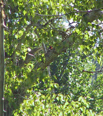 Red-breasted Sapsucker