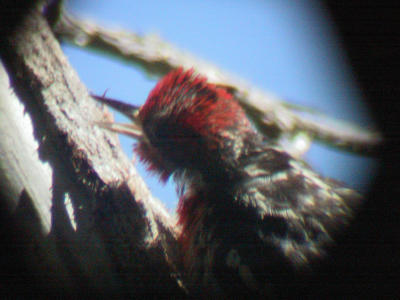 Red-breasted Sapsucker through scope