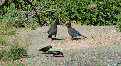 Stellar's Jays with Brewer's Blackbirds at Bassett's