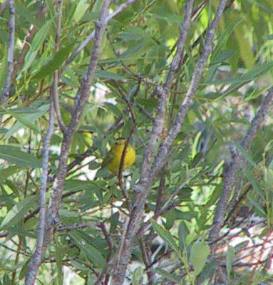 Wilson's Warbler