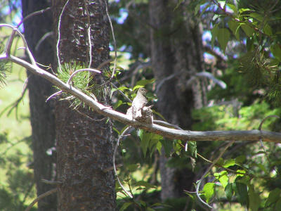 Western Wood-Pewee nest
