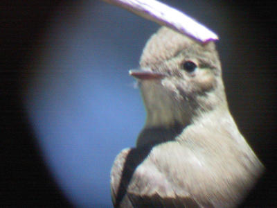 Western Wood-Pewee nest