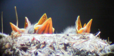 Western Wood-Pewee nest