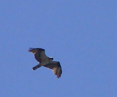 Osprey