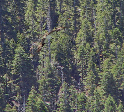 Osprey over Sardine Lake