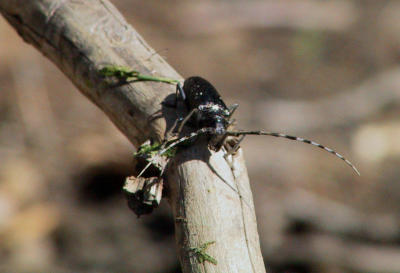 Beetle