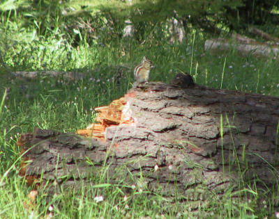 Chipmunk