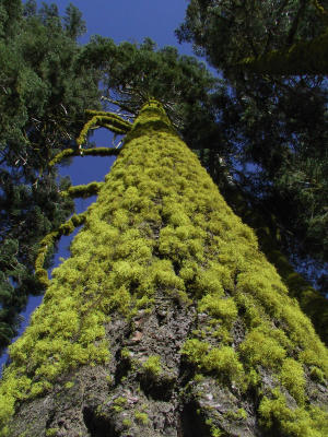 Mossy trunk