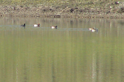 Eurasian Wigeon with an American Wigeon