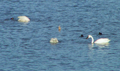 Tundra Swans