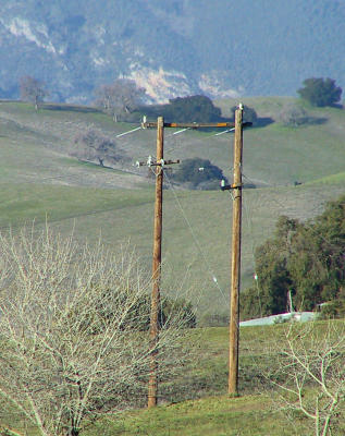 Prairie Falcon (on the right hand pole)