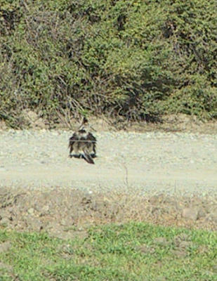 Greater Roadrunner sunning itself