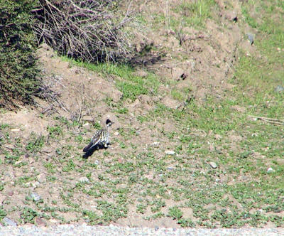Greater Roadrunner (crest up)