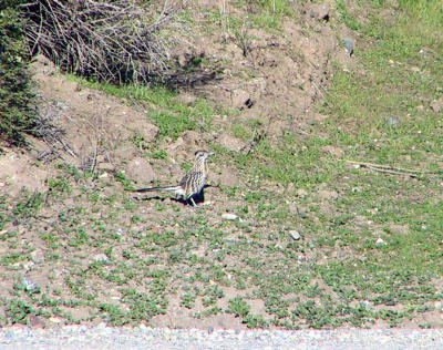Greater Roadrunner (crest down)