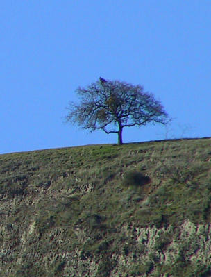 Golden Eagle in a distant tree