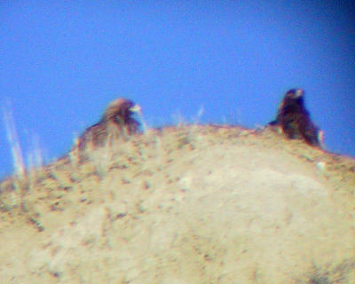 A pair of Golden Eagles on a cliff (through scope)