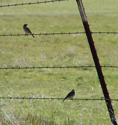 Savannah Sparrows