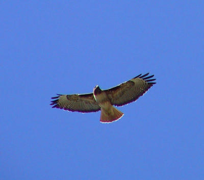 Red-tailed Hawk over Panoche Inn