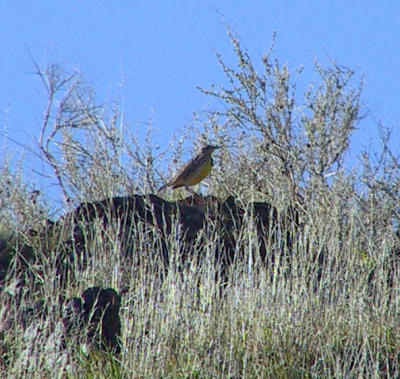 Western Meadowlark