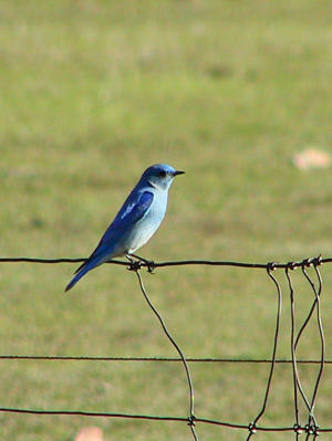 Mountain Bluebird : Sialia currucoides