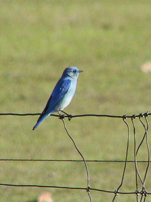 Mountain Bluebird (again)