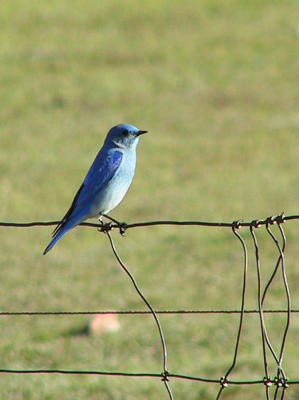 Mountain Bluebird (so I couldn't choose which one I liked best!)
