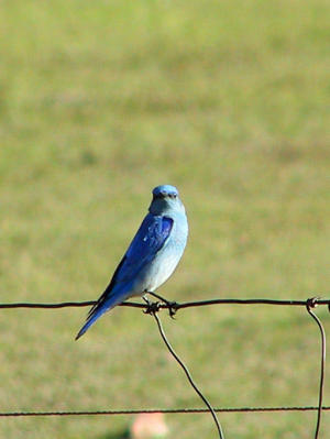 Mountain Bluebird (looking a different way this time)