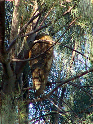 Barn Owl