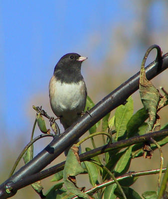 Dark-eyed Junco : Junco hyemalis