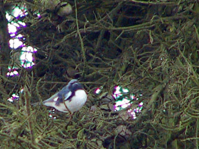 Male Black-Throated Blue Warbler at Mendoza Ranch.