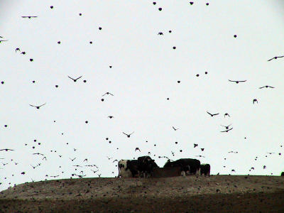 Red-winged Blackbirds at Nunes Ranch.