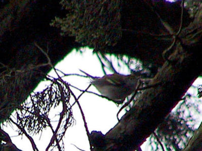 Chestnut-sided warbler. I think.