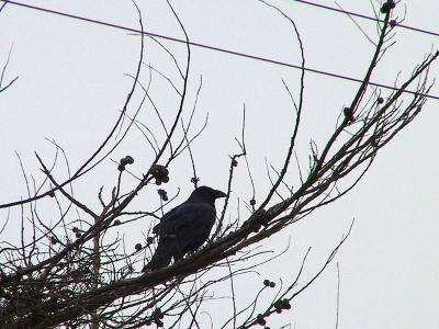 Common Raven at Mendoza.