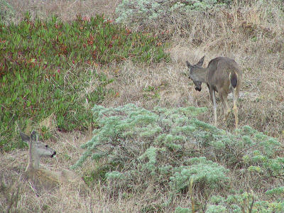 Deer