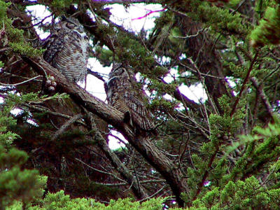 Great Horned Owls at the usual spot at Drake's Beach