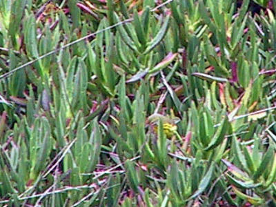 Prairie Warbler
