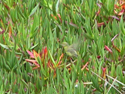 Blurry Prairie Warbler