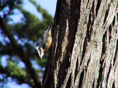 Red-breasted nuthatch at Fish Docks. This is a full frame uncropped image. Trying clicking on the image for a closer view.