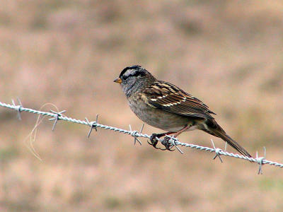 White-crowned sparrow