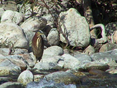 The Green Heron from the bridge