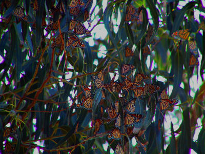 Monarch butterflies on a rest break on the eucalyptus beyond the campground.