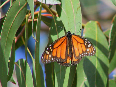 Single Monarch. Not a bird - but hey! It has wings!