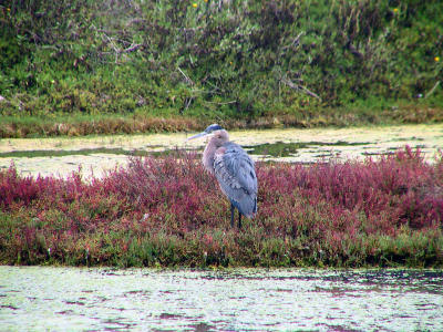 Great Blue Heron behind the snack shack.