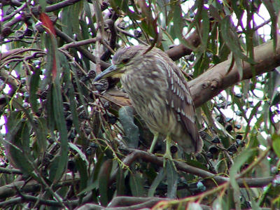 Immature Black-crowned Night-heron