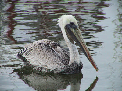 Brown Pelican : Pelecanus occidentalis