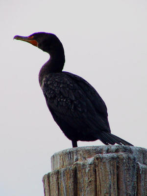 Double-crested cormorant as seen from the very stable pontoon boat.