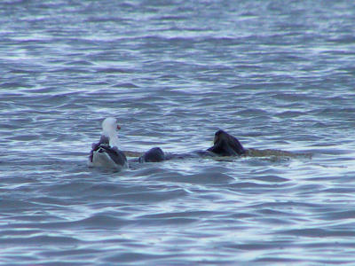 Sea otter with Gull tender