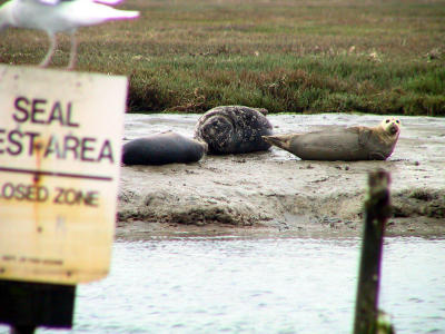 Harbour Seals at the Seal Rest Area.