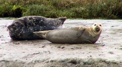 Harbour Seals at the Seal Rest Area.