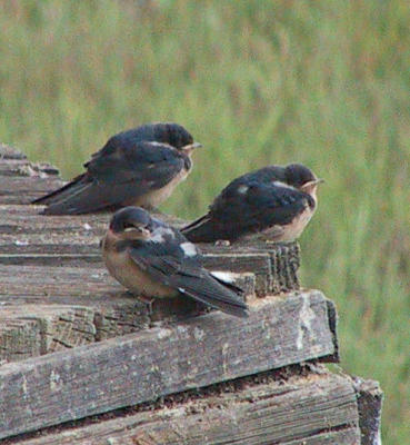 Barn Swallow : Hirundo rustica